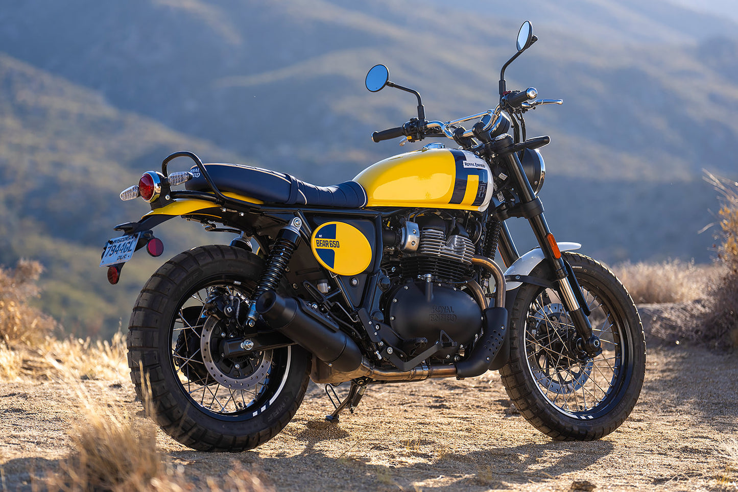 Bear 650 - Wild Honey